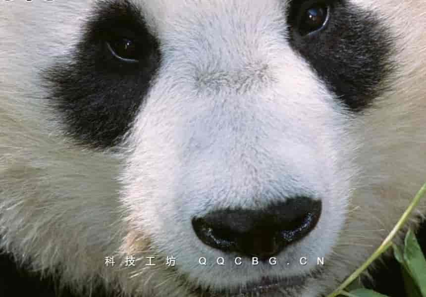 128+Animals Around the World 环球动物视觉探索指南